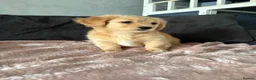 Mixed Breed dogs for sale: 💖 Mini Dachsund x Pomeranian Puppies 💙 - Advert 3