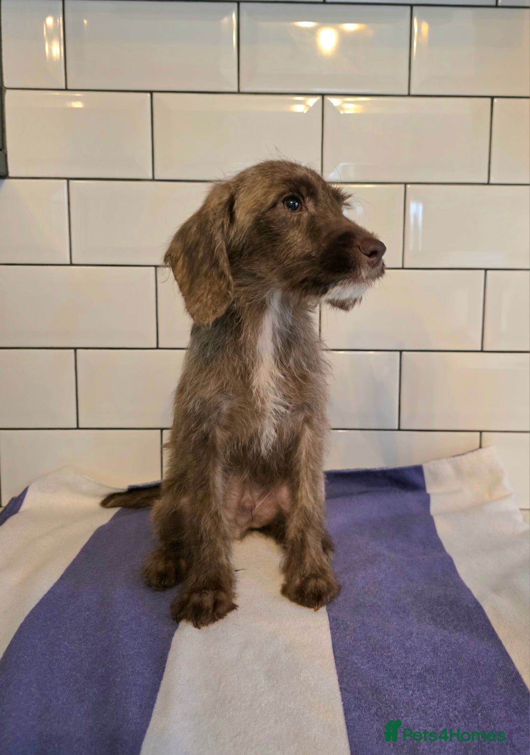 Labradoodle dogs for sale: £550 unreal pups 😊 F1 miniature labradoodles in South Shields - Image 5