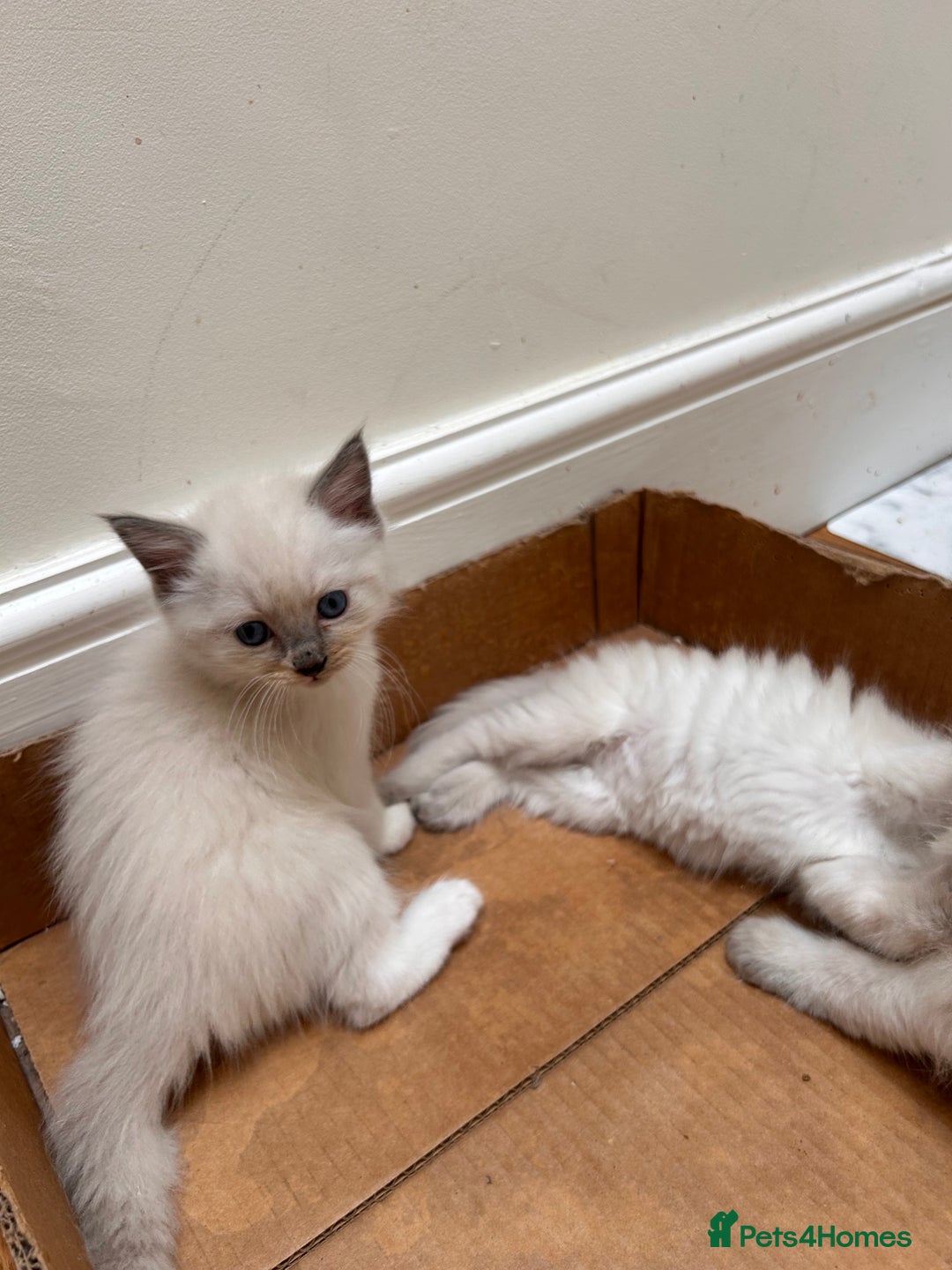 Ragdoll cats for sale: Beautiful pure ragdoll kittens  - Image 5