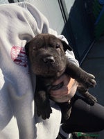 Shar Pei dogs 4 boys left!! BEAUTIFUL SHARPEI PUPS 🔥 - Advert 2