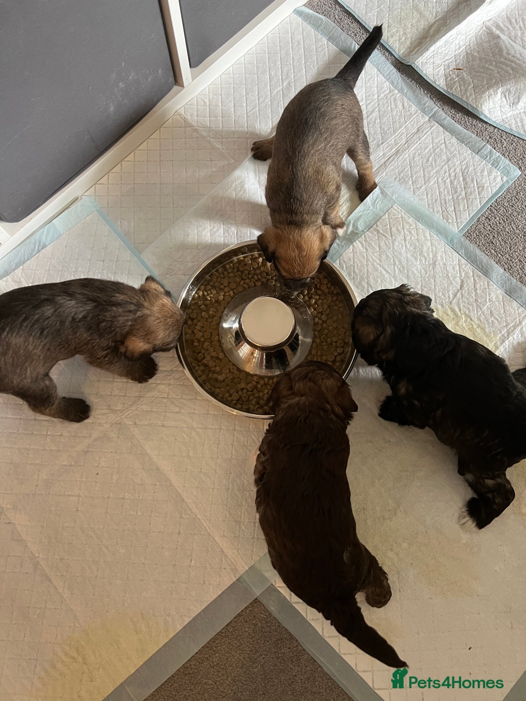Mixed Breed dogs for sale: Schnackadoodles (Mini Schnauzer X Jackadoodle) - Image 7