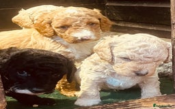 Cockapoo dogs for sale: F2b cockapoo puppies  - Image 13