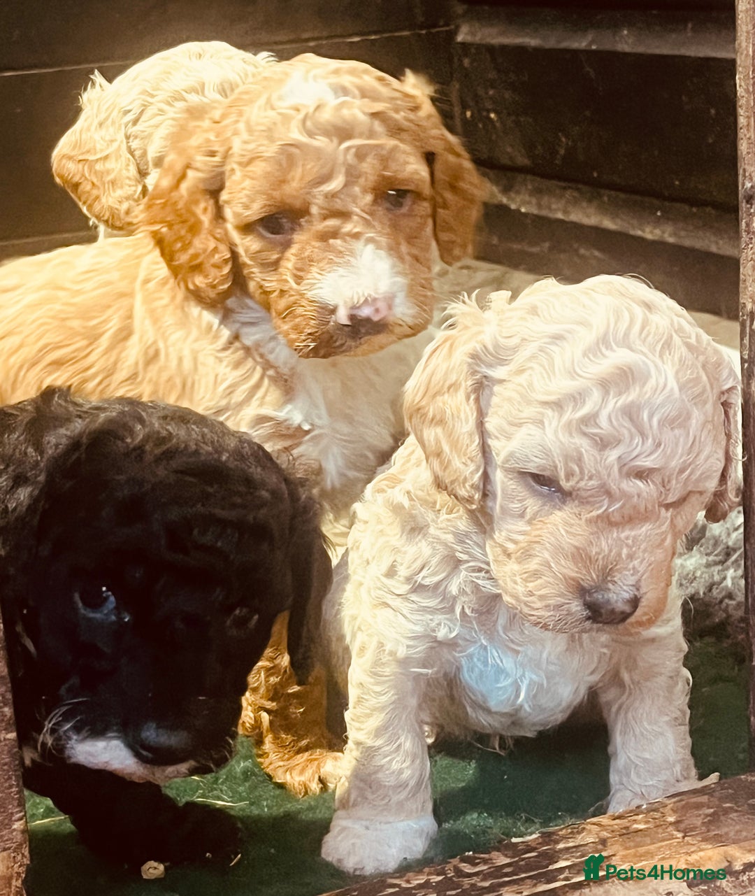 Cockapoo dogs for sale: F2b cockapoo puppies  - Image 13