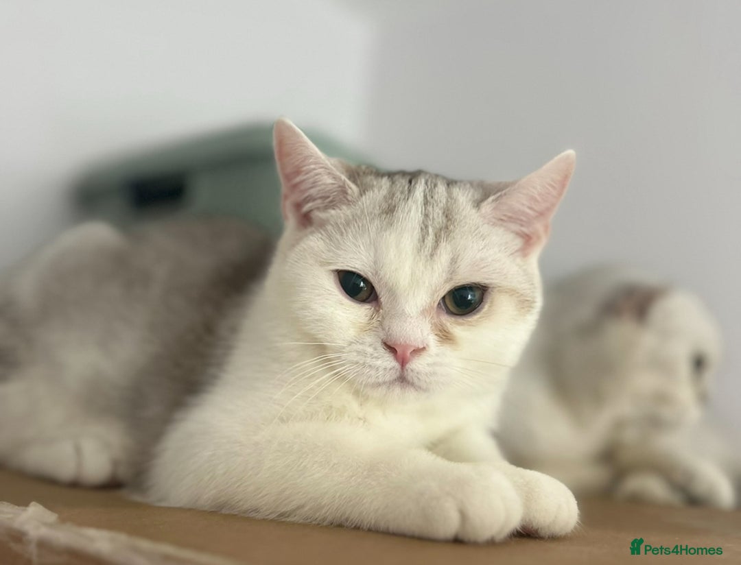 Scottish Fold cats for sale: Kittens Ready for Their Forever Homes - Advert 33