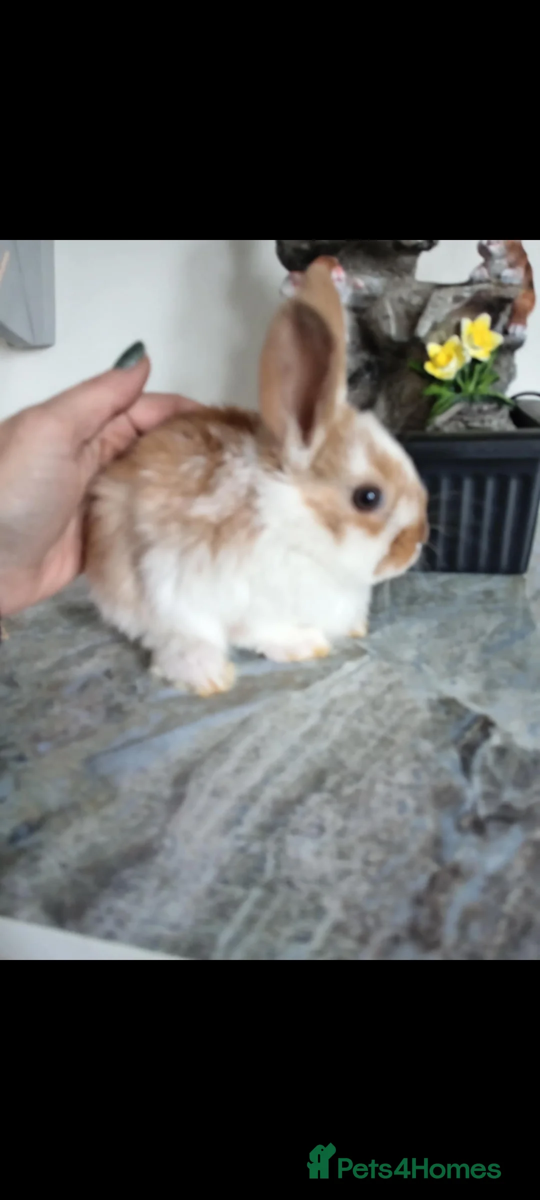 Mini Lop rabbits for sale: Baby lops - Advert 2