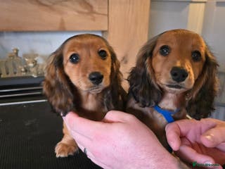 Miniature Dachshund dogs Miniature long haired dachshunds - Advert 3