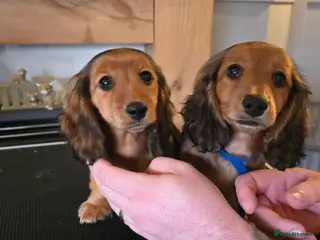 Miniature Dachshund dogs Miniature long haired dachshunds - Advert 5