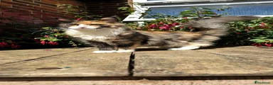Maine Coon 1