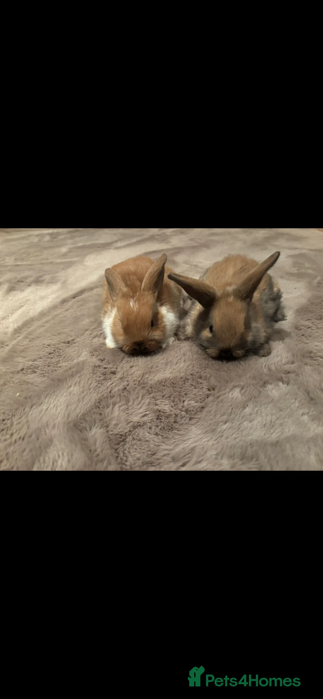 English Lop rabbits for sale: Gorgeos lop eared bunnies - Advert 2