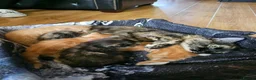 Mixed Breed cats for sale: Tortoise shell/Ginger kittens - Advert 7