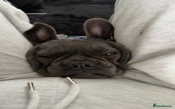 French Bulldog dogs for sale: Male and female french bull dogs  - Advert 9