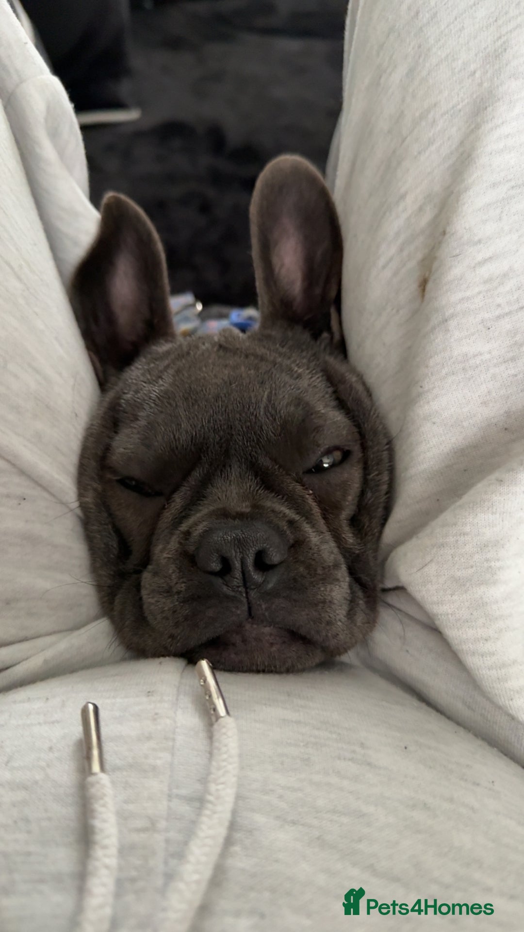 French Bulldog dogs for sale: Male and female french bull dogs  - Advert 9