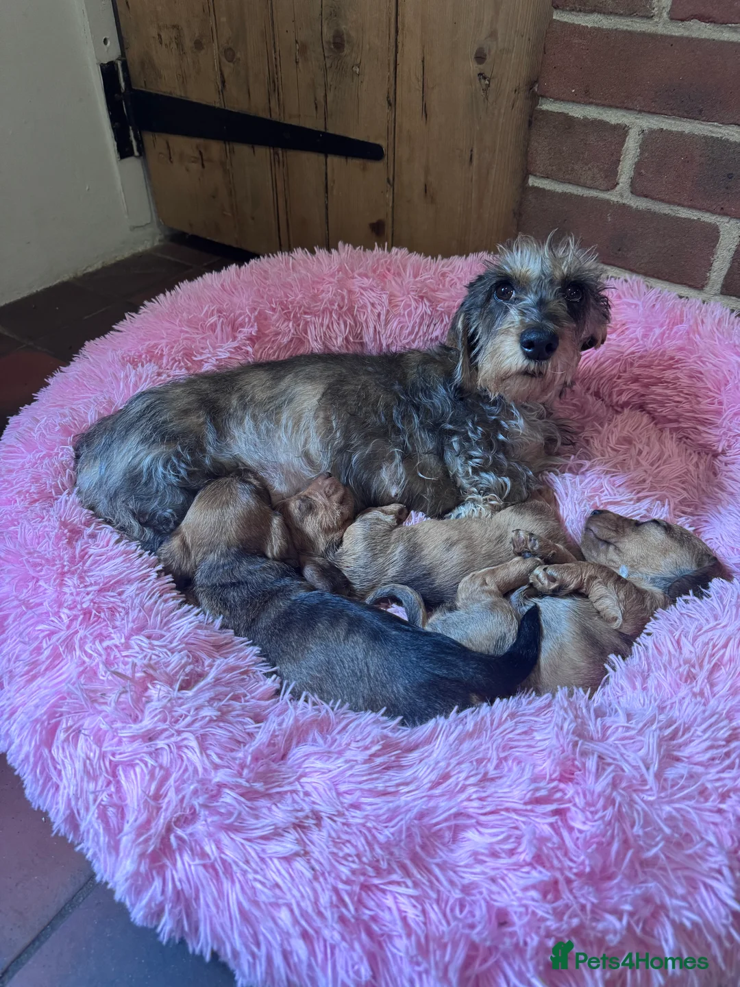 Dachshund dogs for sale: Miniature wire haired dachshunds - Advert 2