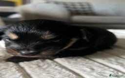 Jackapoo dogs for sale: 🐶🐾 F1 Minature Jackapoos 🐶🐾 - Image 20