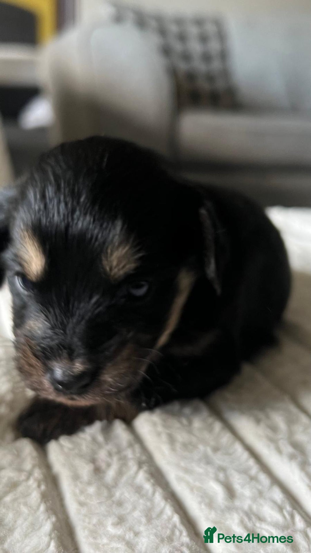 Jackapoo dogs for sale: 🐶🐾 F1 Minature Jackapoos 🐶🐾 - Image 20