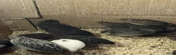 Quail poultry for sale: Male quails  - Advert 8