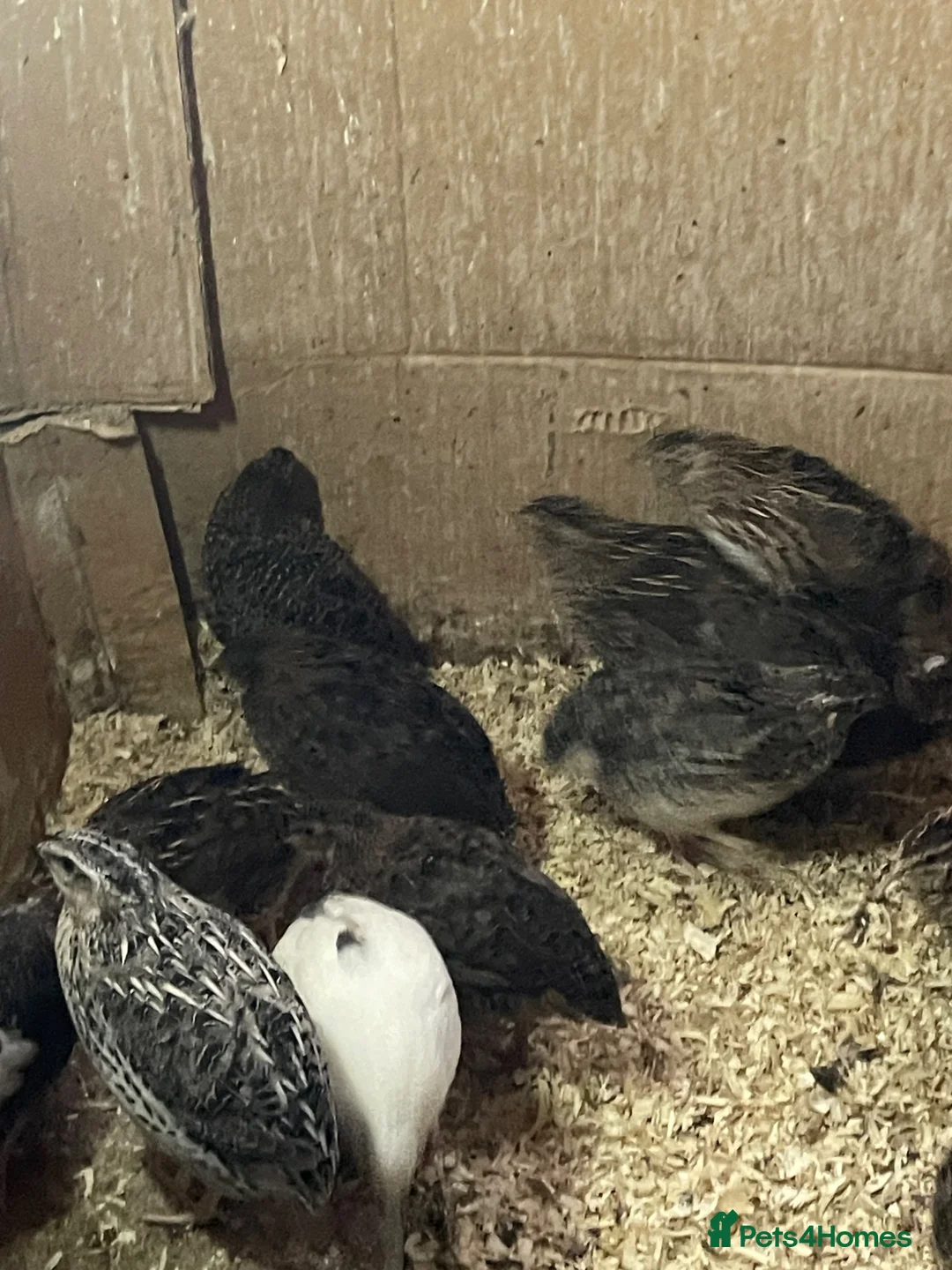 Quail poultry for sale: Male quails  - Advert 8