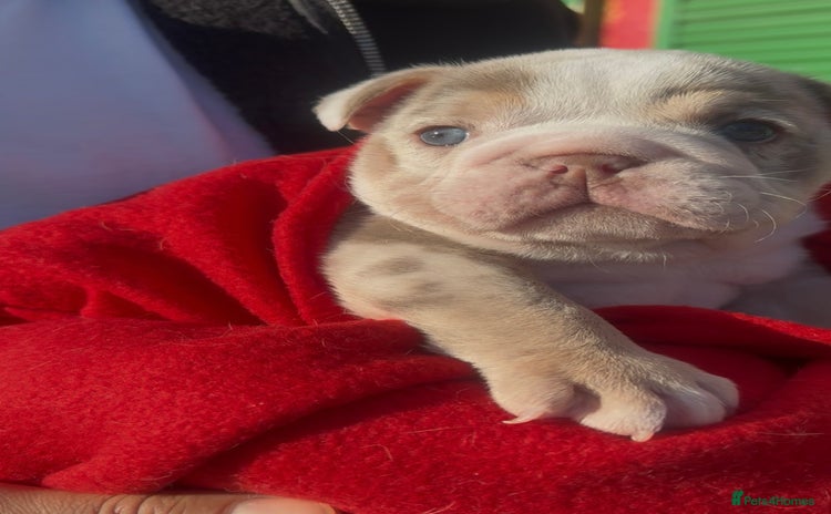 English Bulldog dogs Beautiful lilac merle female - Advert 9