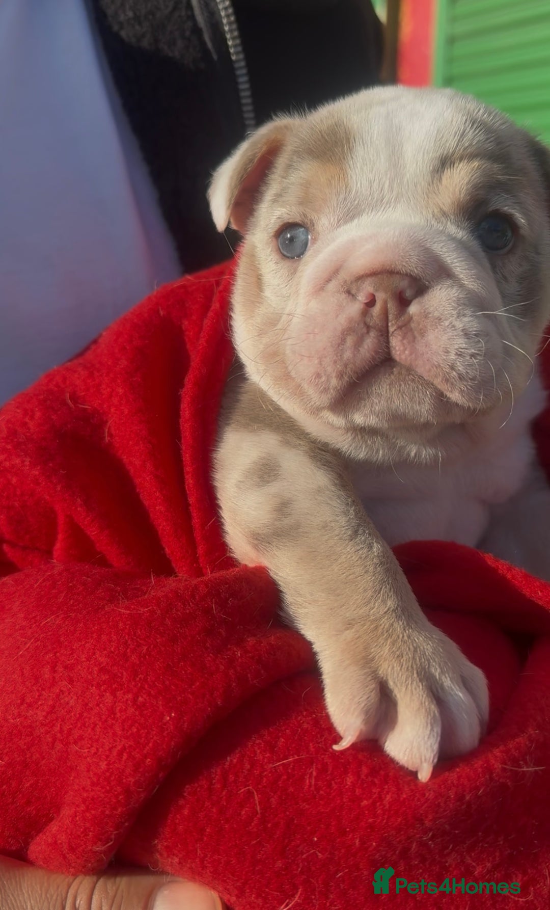 English Bulldog dogs for sale: Beautiful lilac merle female - Advert 1