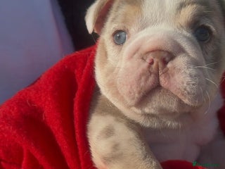 English Bulldog dogs Beautiful lilac merle female - Advert 19