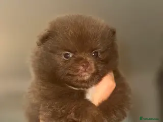 Pomeranian dogs CHOCOLATE / LILAC FLUFFY PUPS - Advert 17