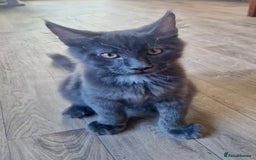 Maine Coon cats for sale: 🌟Ready now🌟 3 large Maine coons active available - Image 24