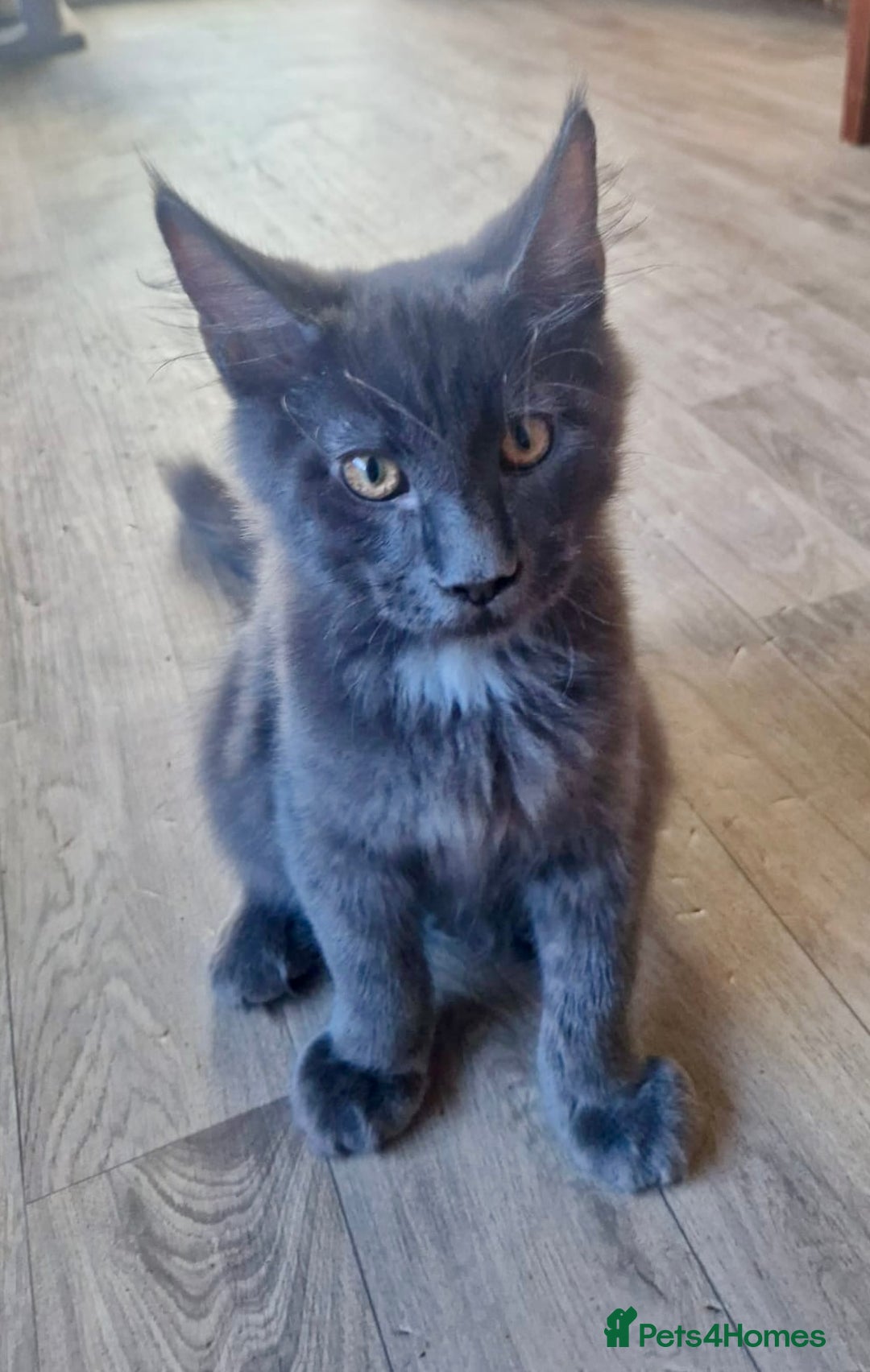 Maine Coon cats for sale: 🌟Ready now🌟 3 large Maine coons active available - Image 24