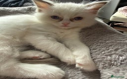 Ragdoll cats for sale: 🩵 Beautiful Ragdoll Kittens Ready at 12 Weeks! 🩵 - Image 31