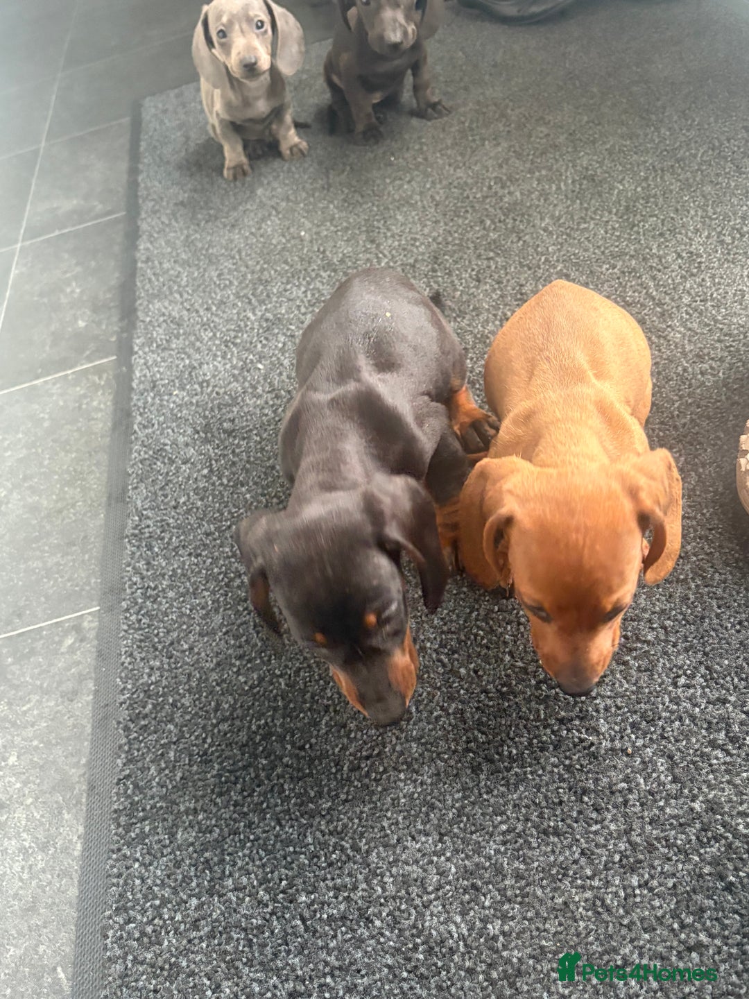 Miniature Dachshund dogs for sale: Beautiful babies ready for there5⭐️ home - Advert 10