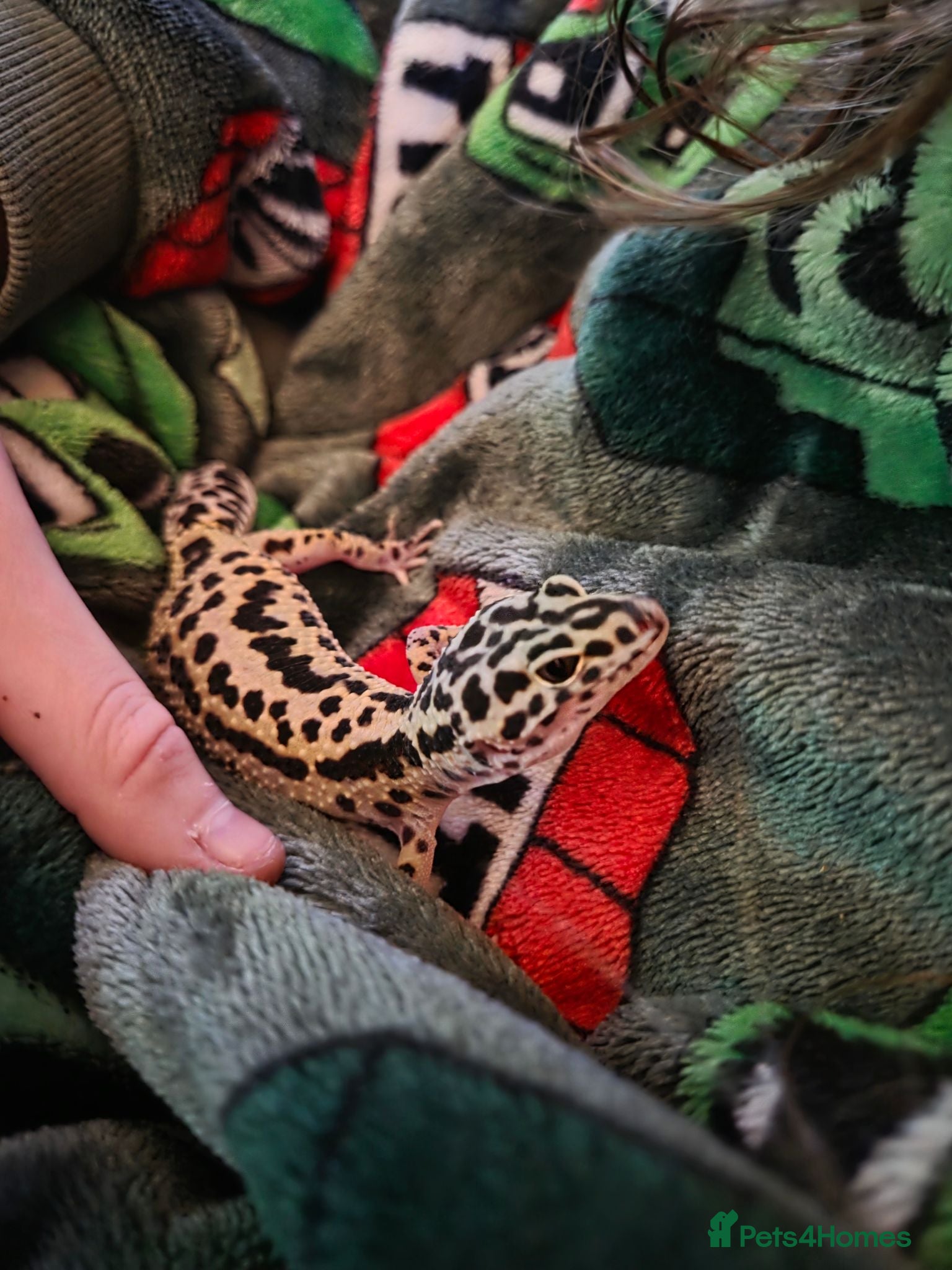 Leopard Gecko reptiles Leopard Gecko and enclosure for sale - Advert 1