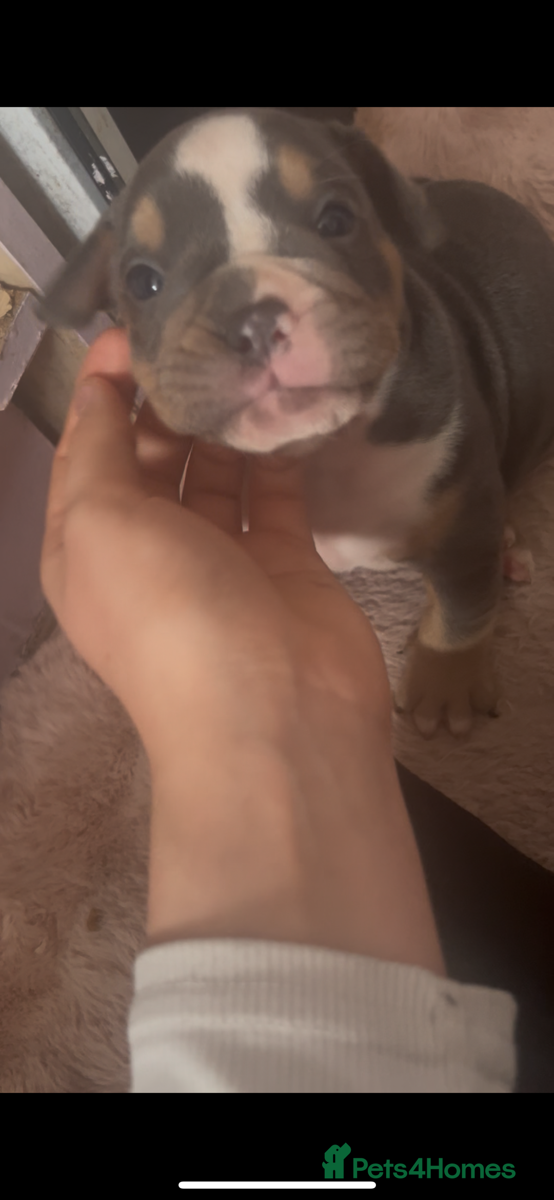 Olde English Bulldogge dogs for sale: ‼️⭐️LAST 2⭐️‼️OEB PUPS- Jabbed & Chipped - Image 13
