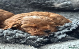 Cavapoo dogs for sale: F1 Fox Red Cavapoos (Health Tested) 🐶 - Image 8