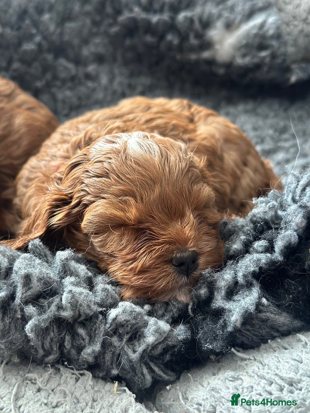 Cavapoo dogs for sale: F1 Fox Red Cavapoos (Health Tested) 🐶 - Image 8