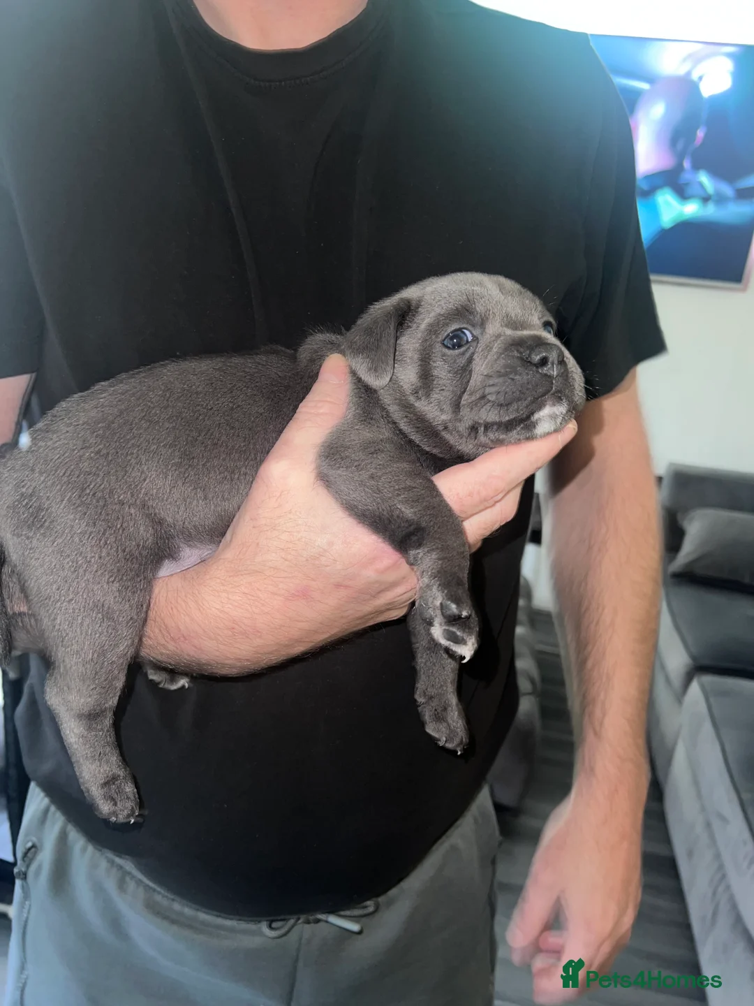 Staffordshire Bull Terrier dogs for sale: LAST BOY LEFT KC REGISTERED 5 STAR BLUE   - Advert 37