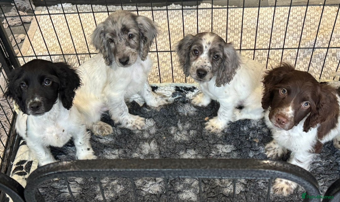 Cocker Spaniel dogs for sale: Cocker spaniel pups  - Image 10