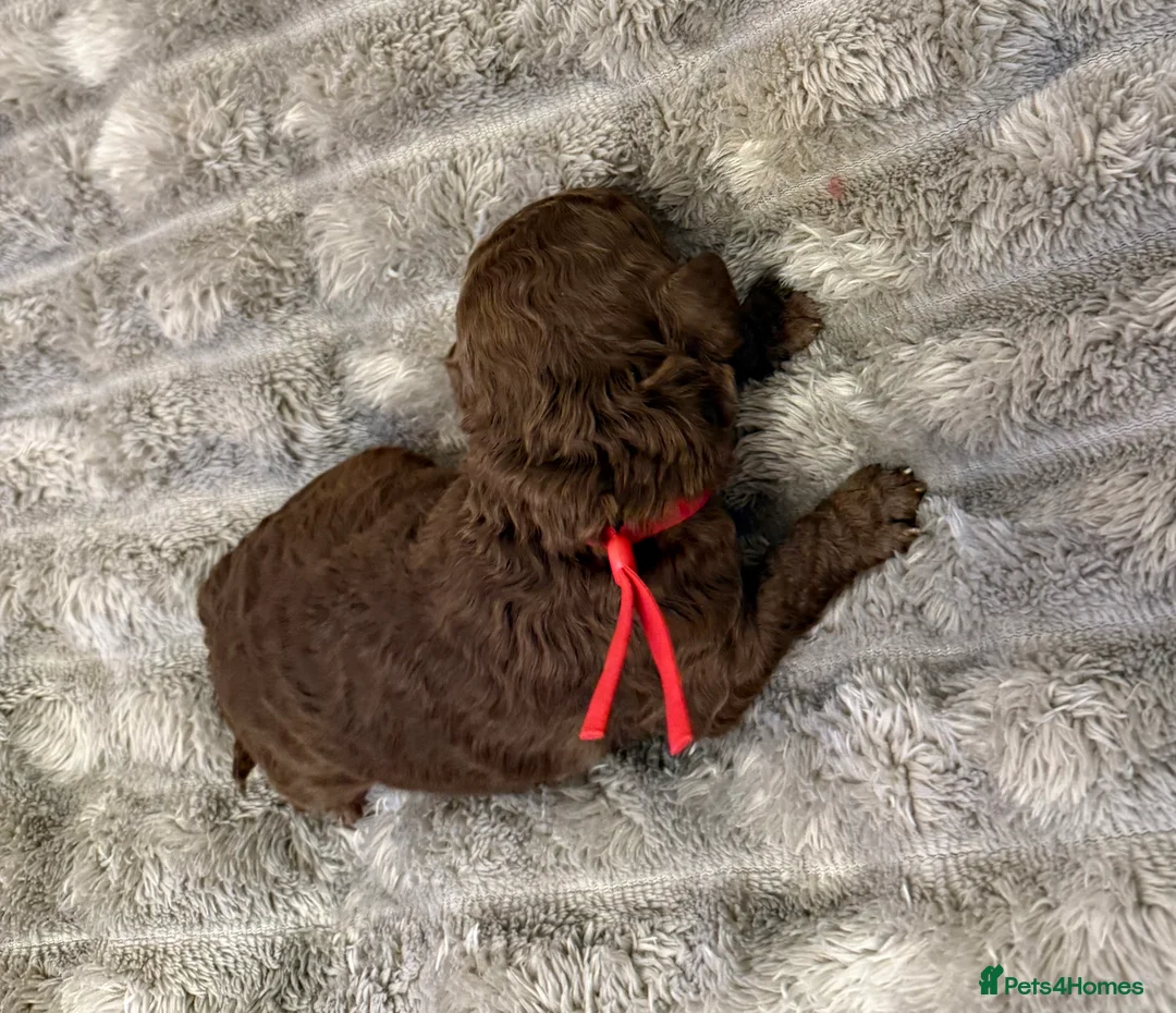 Cavapoo dogs for sale: Beautiful litter of 8 Cavapoos  - Advert 12