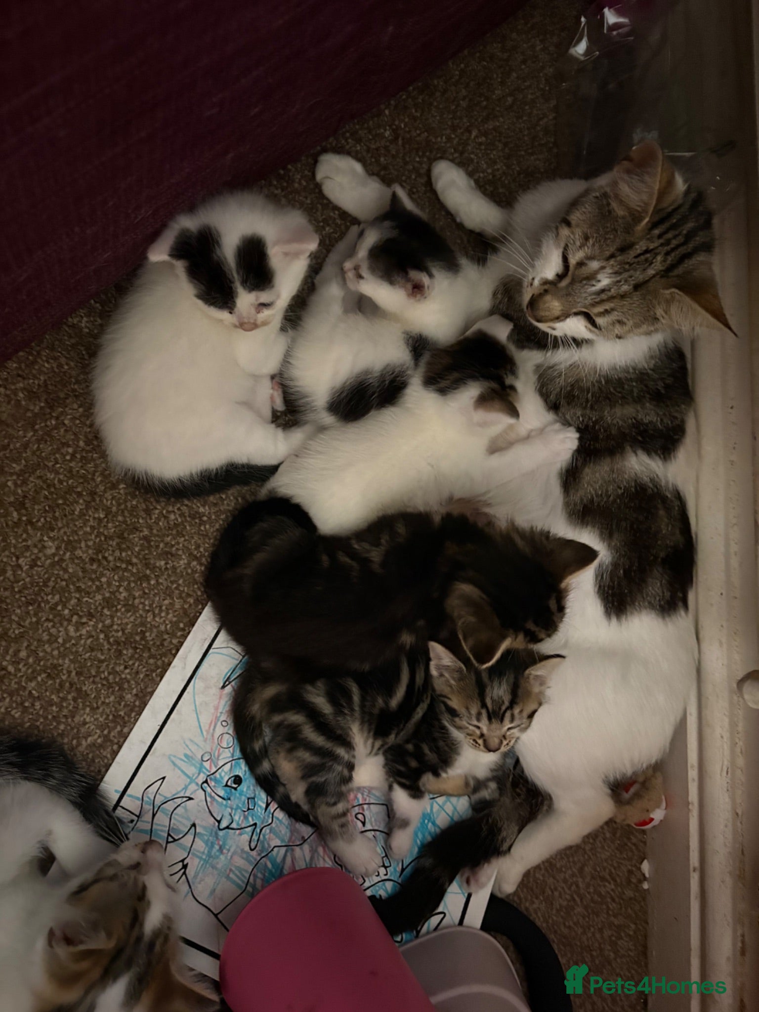 Mixed Breed cats 12 kittens available - Advert 1