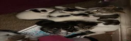 Mixed Breed cats for sale: 12 kittens available - Advert 1