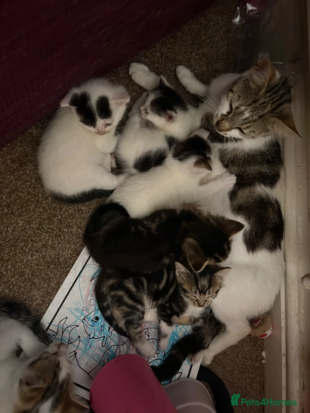 Mixed Breed cats for sale: 12 kittens available - Advert 1