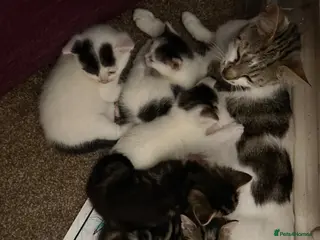 Mixed Breed cats 12 kittens available - Advert 1