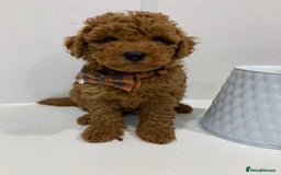 Toy Poodle dogs for sale: Plenty of care - toy poodle - Image 3