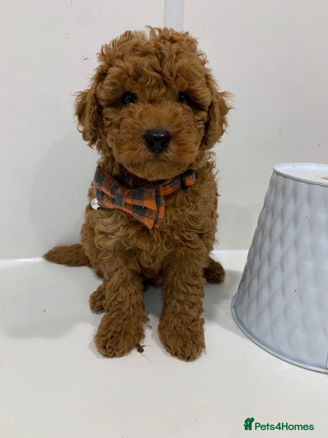 Toy Poodle dogs for sale: Plenty of care - toy poodle - Image 3