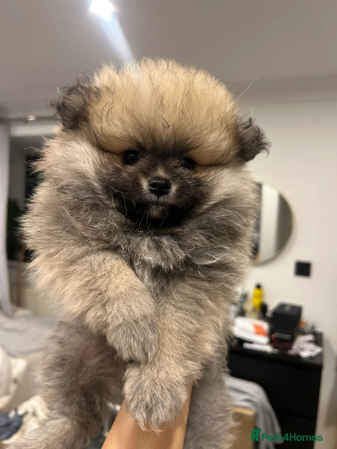 Pomeranian dogs for sale: 2 Pomeranian girls ready now  - Advert 15