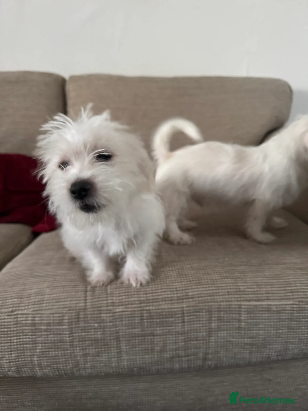 Maltese dogs for sale: Bichon maltese puppies mini toy 3 boys - Advert 3