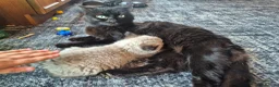 Mixed Breed cats for sale: Mixed cross Ragdoll babies - Advert 3