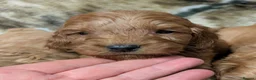 Cockapoo dogs for sale: Quality DNA Clear Cockapoo Puppies  - Advert 16