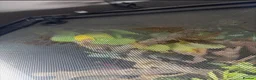 Gecko reptiles for sale: 45x45x60 custom terrarium  - Advert 6