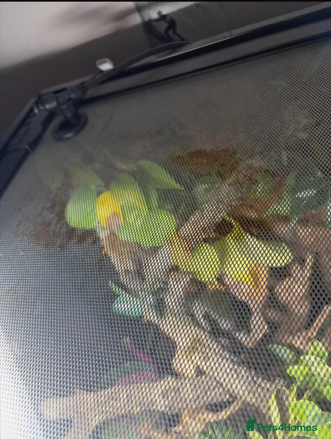Gecko reptiles for sale: 45x45x60 custom terrarium  - Advert 6
