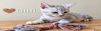 Bengal 2