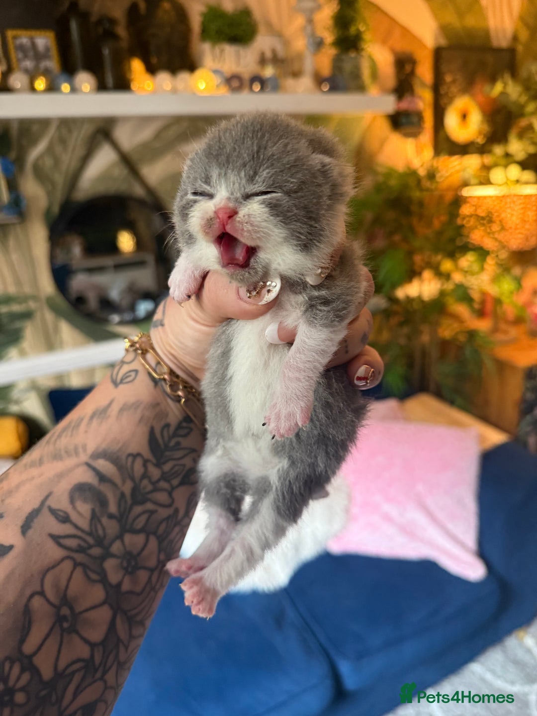 British Shorthair cats for sale: Outstanding kittens 😻 Champion line🥇🏆😻 - Image 40